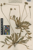Filed as Hieracium hypeuryum Nägeli & Peter ssp. hypeuryum [family ASTERACEAE]