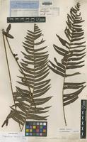 Type of Nephrodium brownii Desv. [family DRYOPTERIDACEAE]