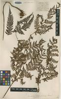 Isotype of Alsophila subglandulosa Hance [family CYATHEACEAE]