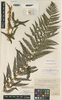 Lectotype of Polystichum braunii C.Chr. & Hultén var. kamtschaticum [family DRYOPTERIDACEAE]