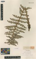 Isotype of Polystichum kurokawae Tagawa [family DRYOPTERIDACEAE]