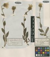 Type? of Hieracium villosum F.W.Schultz var. obscurum [family ASTERACEAE]