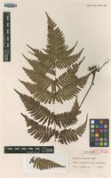 Isotype of Dryopteris koidzumiana Tagawa [family DRYOPTERIDACEAE]