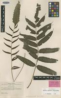 Isotype of Campium subcordatum Copel. [family LOMARIOPSIDACEAE]