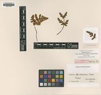 Type? of Notholaena buchanani Baker [family PTERIDACEAE]
