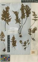 Isotype of Notholaena inaequalis Kunze [family PTERIDACEAE]
