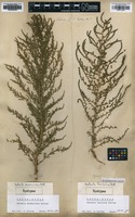 Lectotype of Salsola laricina Pall. [family CHENOPODIACEAE]
