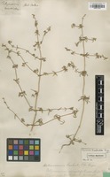 Syntype of Polycnemum brachiatum Pall. [family CHENOPODIACEAE]