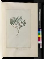 Mesembryanthemum ciliatum Aiton, from South Africa
