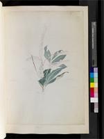 Clethra L., species from Madeira