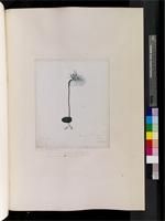 Bartholina Burmannniana (L.) Ker Gawl., from South Africa