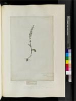 Satyrium bracteatum (L.f.) Thunb., from South Africa