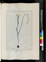 Iris angusta (Thunb.) Ker Gawl., from South Africa