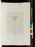 Amaryllis L., species from South Africa