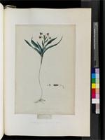 Ornithoglossum vulgare B. Nord., from South Africa