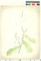 Acioa chevalieri De Wild., from Nigeria