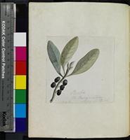 Rapanea melanophloeos (L.) Mez from South Africa