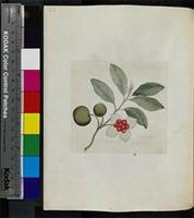 Kiggelaria africana L. from South Africa