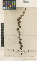 Filed as Cerasus pumila Michx. [family ROSACEAE]