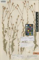 Type of Stachelina kurdica Merxm. & Rech.f. [family ASTERACEAE]