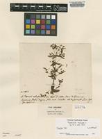 Lectotype of Hypericum mutilum L. [family CLUSIACEAE]