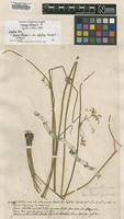 Original material of Juncus effusus L. [family JUNCACEAE]