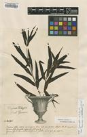 Lectotype of Quercus phellos L. [family FAGACEAE]