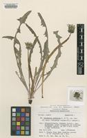 Paratype of Taraxacum subdolum Kirschner & Štěpánek [family ASTERACEAE]