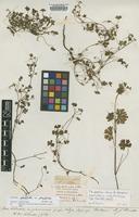 Type of Geranium potentilloides L'Her. var. potentilloides [family GERANIACEAE]