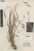 Type of Cynosurus brizoides Lowe [family POACEAE]