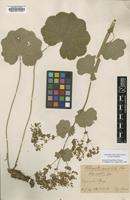 Type? of Alchemilla mollis (Buser) Rothm. [family ROSACEAE]