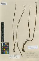 Isotype of Eulophia exilis Schltr. [family ORCHIDACEAE]