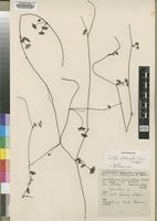 Isotype of Centella obtriangularis Cannon [family APIACEAE]