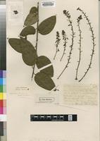 Holotype of Tiliacora gossweileri Exell [family MENISPERMACEAE]