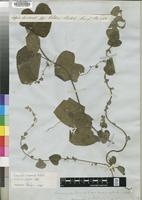 Isotype of Cissampelos apiculata Hochst. [family MENISPERMACEAE]