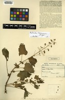 Type of Coleus matopensis S.Moore [family LAMIACEAE]