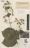 Isotype of Banisteria latifolia Nied. var. paraguariensis [family MALPIGHIACEAE]