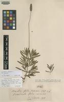 Lectotype of Stoechas dentata Mill. [family LAMIACEAE]