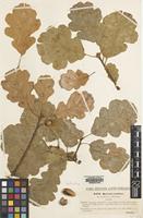 Type of Quercus confusa Simonk. [family FAGACEAE]