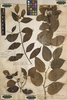 Lectotype of Mussaenda frondosa L. [family RUBIACEAE]