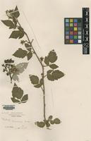 Type of Rubus vicarius Focke [family ROSACEAE]