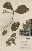 Isotype of Guettarda comata Standl. [family RUBIACEAE]