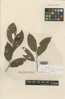 Isotype of Synzyganthera purpurea Ruiz & Pav. [family LACISTEMACEAE]