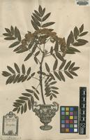 Original material of Sorbus aucuparia L. [family ROSACEAE]