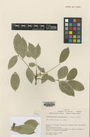 Isotype of Styphnolobium parviflorum M.Sousa & Rudd [family LEGUMINOSAE]