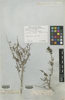 Syntype of Salsola caesia Fisch.& C.A.Mey. [family CHENOPODIACEAE]