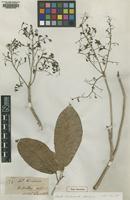 Type of Sterculia insularis R.Br. [family STERCULIACEAE]