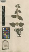 Original material of Marrubium hispanicum L. [family LAMIACEAE]