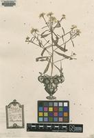 Original material of Iberis odorata L. [family BRASSICACEAE]