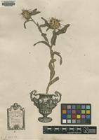 Original material of Centaurea eriophora L. [family ASTERACEAE]